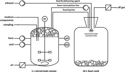 Killing Two Birds With One Stone – Strain Engineering Facilitates the Development of a Unique Rhamnolipid Production Process